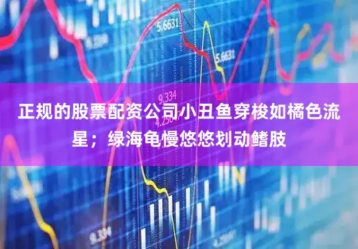 正规的股票配资公司小丑鱼穿梭如橘色流星；绿海龟慢悠悠划动鳍肢